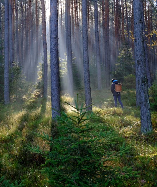 A person walking through a dense forest with tall, straight pine trees, sunlight filtering through the branches and casting rays onto the forest floor covered in green foliage and low plants. The individual is dressed in dark clothing with a blue hat and is carrying a wicker basket on their back, suggesting they may be gathering natural materials or simply exploring the woodland area. The scene highlights a serene, natural environment with an abundance of tree trunks and soft sunlight creating a peaceful atmosphere, while the forest's wild, untouched appearance aligns with discussions on preparing for home relocations or outdoor activities related to moving logistics at [COMPANY_NAME].