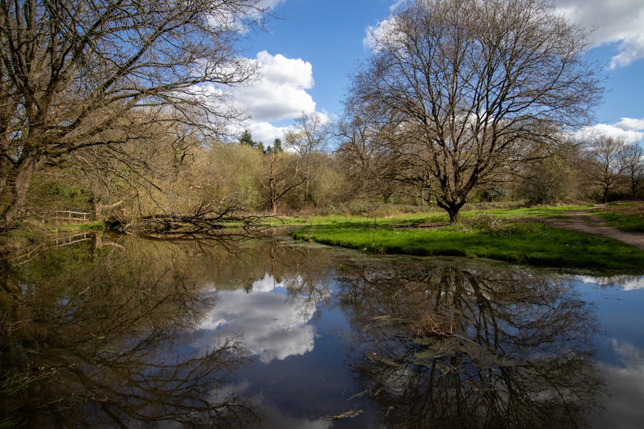 A peaceful outdoor scene featuring a calm body of water reflecting the sky and surrounding trees. The landscape includes leafless trees with intricate branches extending upwards, and some trees with sparse budding foliage. The water surface creates a mirror image of the blue sky dotted with white clouds, while the grassy banks are lush green with a narrow dirt pathway on the right side. In the background, additional trees and shrubs are visible under soft natural light, suggesting a bright day with scattered clouds. This setting offers a tranquil environment typical of a rural or park area, suitable for activities like home relocation planning or outdoor packing preparations near trees and water. The scene is occasionally used by Man and Van Northwood for illustrating moving services involving exterior access or scenic surroundings, highlighting the importance of careful planning when transporting furniture through such natural environments.